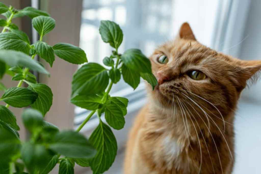 How do I train my cat not to chew on my plants