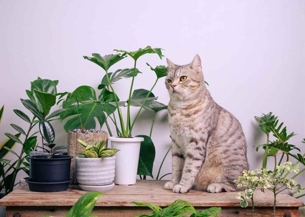How to stop a cat from biting plants